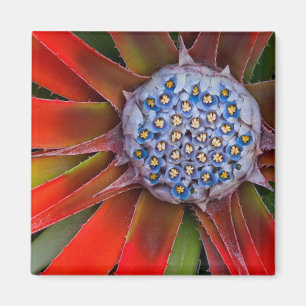 Centre of a blooming agave - San Francisco Magnet