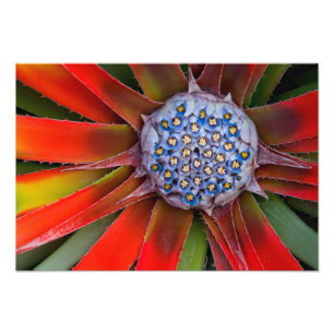 Centre of a blooming agave - San Francisco Photo Print