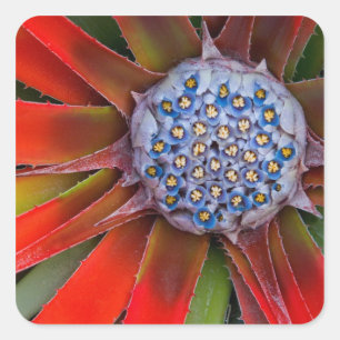 Centre of a blooming agave - San Francisco Square Sticker