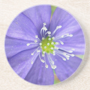 Centre of a blue flower with white stamps coaster