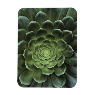 Centre of Cactus Magnet