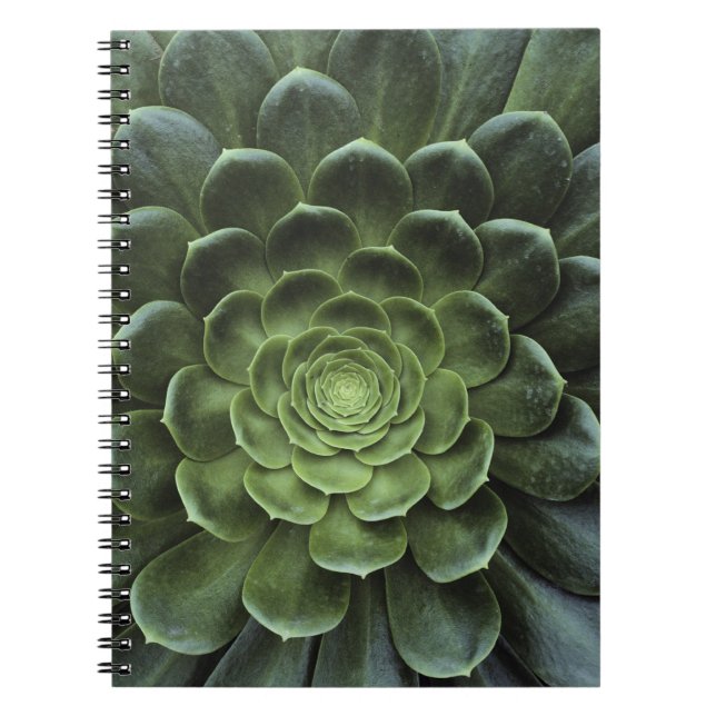 Centre of Cactus Notebook (Front)