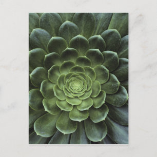 Centre of Cactus Postcard