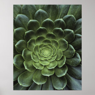 Centre of Cactus Poster