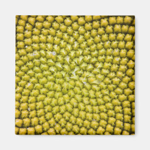 Centre of giant Sunflower (Helianthus annuus) Magnet