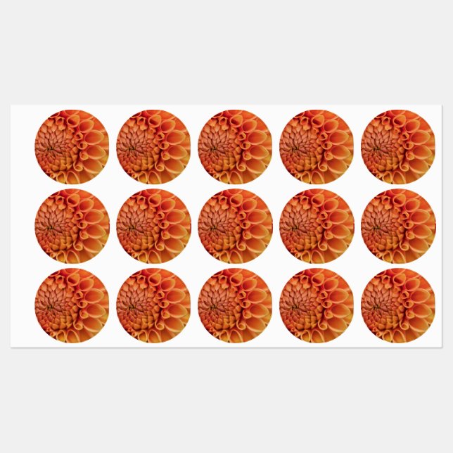Centre Orange Dahlia Flower (Sheet)