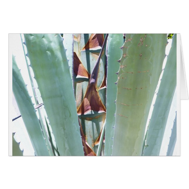 Century plant (Front Horizontal)