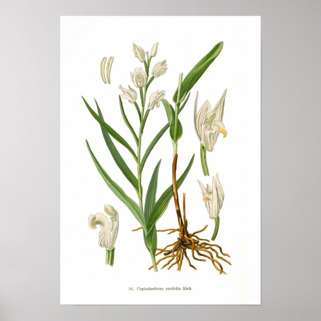 Cephalanthera ensifolia poster (Front)