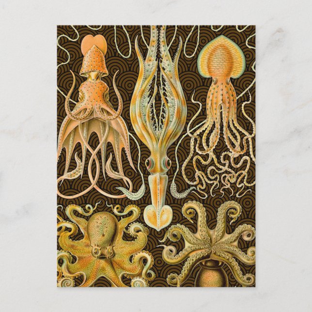 Cephalopod Octopus Squid Marine Nature Postcard (Front)