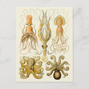 Cephalopod Octopus Squid Marine Nature Postcard