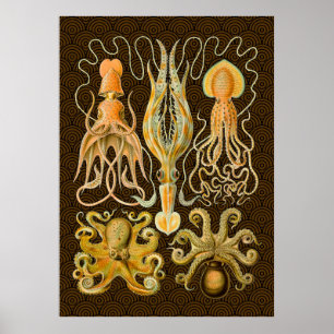Cephalopod Octopus Squid Marine Nature Poster