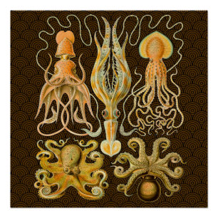 Cephalopod Octopus Squid Marine Nature Poster