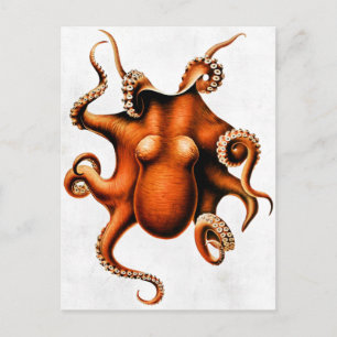 Cephalopoda of the Hawaiian Islands Postcard