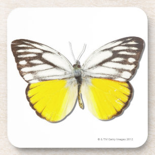 Cepora aspasia coaster