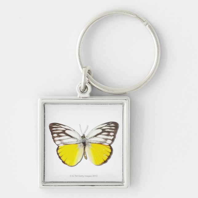 Cepora aspasia key ring (Front)