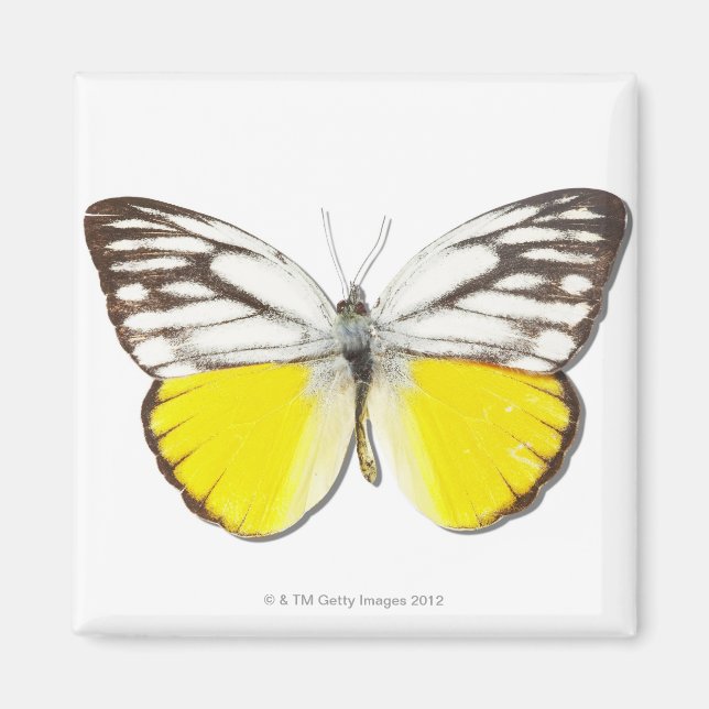 Cepora aspasia magnet (Front)