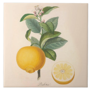 Ceramic Accent Tile Orange Blossom and Fruit