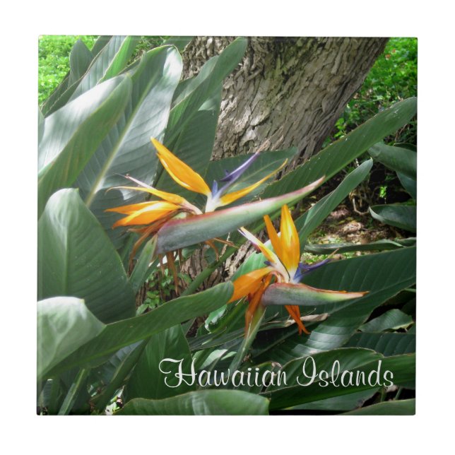 Ceramic Tile-Bird of Paradise Tile (Front)