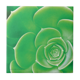 Ceramic Tile - Blooming Green Succulent