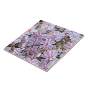 Ceramic Tile - Candy-Striped Phlox