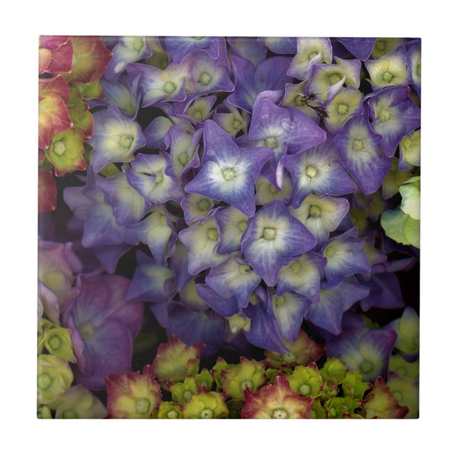 Ceramic Tile Coaster, Flower Garden Hydrangea  (Front)