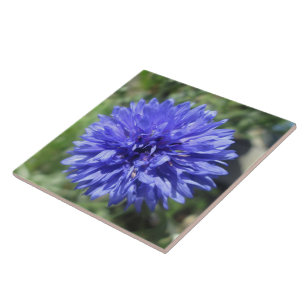 Ceramic Tile - Cornflower Blue Bachelor's Button