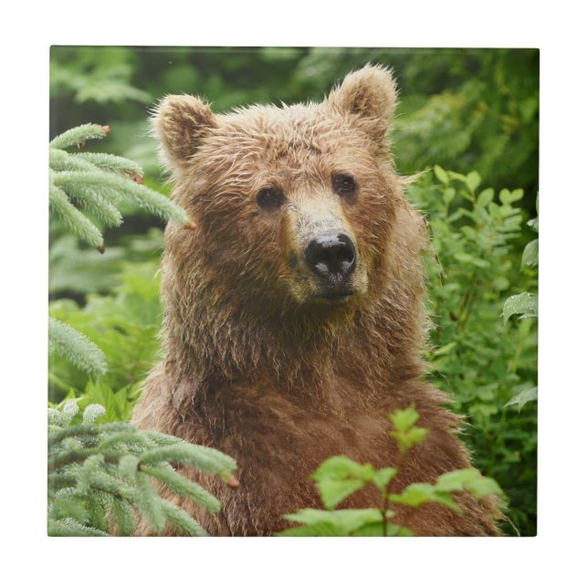 Ceramic Tile of grizzly bear (Front)