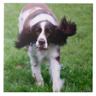 Ceramic tile with a photo of a spaniel running
