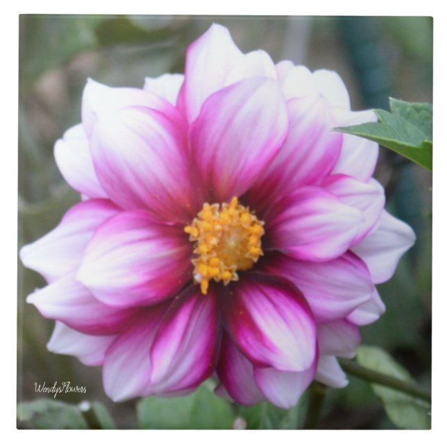 Ceramic tile with pink and white dahlia (Front)