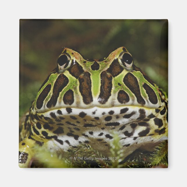 Ceratophrys cranwelli magnet (Front)