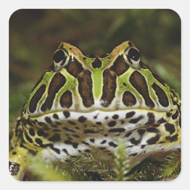 Ceratophrys cranwelli square sticker (Front)