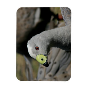 Cereopsis novaehollandiae or Cape Barren Goose Magnet