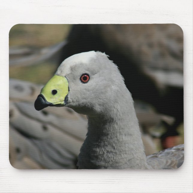 Cereopsis novaehollandiae or Cape Barren Goose Mouse Pad (Front)