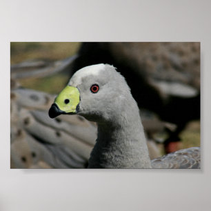 Cereopsis novaehollandiae or Cape Barren Goose Poster