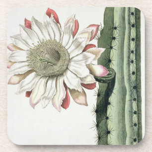 Cereus Erectus Altissimus Syrinamensis from 'Phyth Coaster