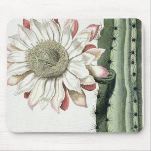 Cereus Erectus Altissimus Syrinamensis from 'Phyth Mouse Pad