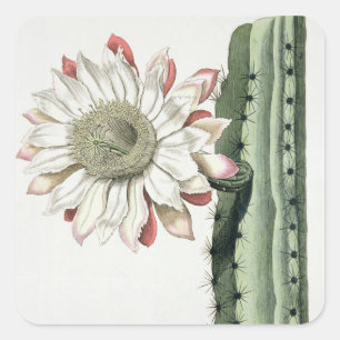 Cereus Erectus Altissimus Syrinamensis from 'Phyth Square Sticker