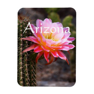 Cereus in pink cactus bloom, Arizona Magnet