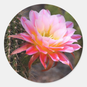 Cereus in pink cactus bloom classic round sticker
