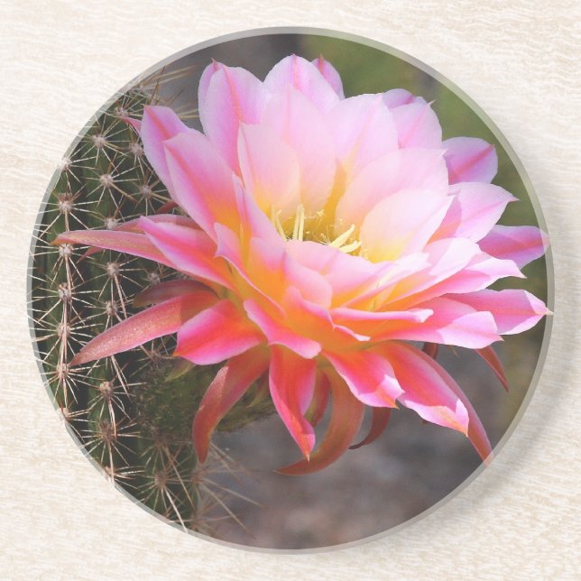 Cereus in pink cactus bloom coaster (Front)