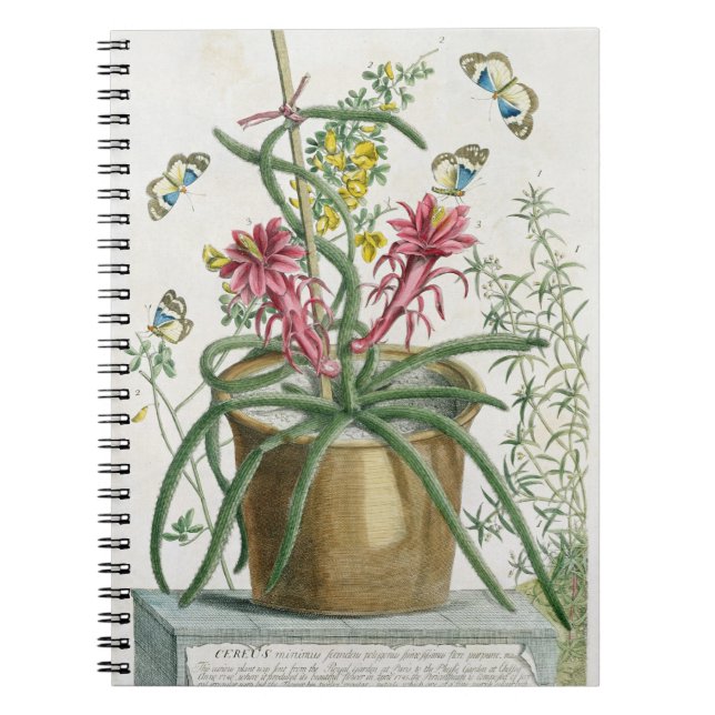 Cereus Minimus, c.1745 (coloured litho) Notebook (Front)