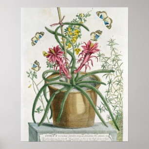 Cereus Minimus, c.1745 (coloured litho) Poster