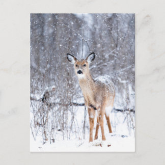 Cerf Postcard