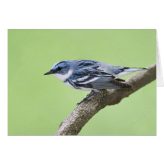 Cerulean Warbler