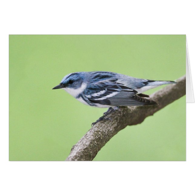 Cerulean Warbler (Front Horizontal)