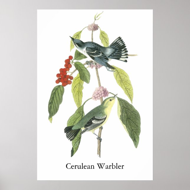 Cerulean Warbler, John Audubon Poster (Front)