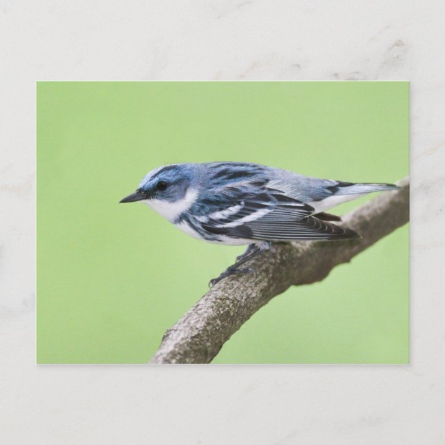 Cerulean Warbler Postcard (Front)