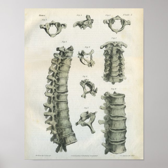 Cervical and Thoracic Spine Chiropractic Poster (Front)