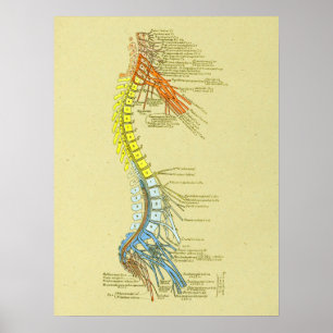 Cervical Lumbar Nerves Spine Medical Anatomy Chart