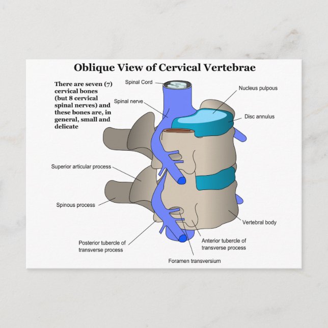 Cervical Vertebra of the Human Spinal Column Postcard (Front)